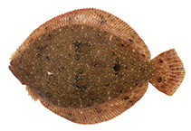 To FishBase images (<i>Scophthalmus rhombus</i>, Ukraine, by Giragosov, V.)
