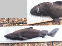 Image of Scymnodon ringens (Knifetooth dogfish)