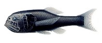To FishBase images (<i>Scopeloberyx robustus</i>, by Welter-Schultes, F.)