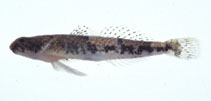 To FishBase images (<i>Schismatogobius roxasi</i>, Japan, by Suzuki, T.)
