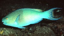 To FishBase images (<i>Scarus rubroviolaceus</i>, Indonesia, by Randall, J.E.)