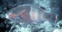To FishBase images (<i>Scarus russelii</i>, Seychelles, by Randall, J.E.)