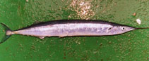 Image of Scomberesox saurus (Atlantic saury)