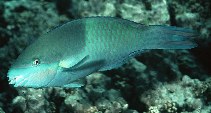 To FishBase images (<i>Scarus scaber</i>, Seychelles, by Randall, J.E.)