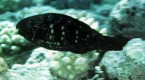 Image of Scarus spinus (Greensnout parrotfish)