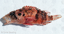To FishBase images (<i>Scorpaenodes steenei</i>, Australia, by Dowling, C.)