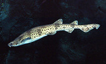 To FishBase images (<i>Scyliorhinus stellaris</i>, by Océanopolis)