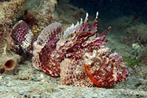 To FishBase images (<i>Scorpaena sumptuosa</i>, Australia, by Groeneveld, R.)