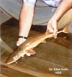 To FishBase images (<i>Scaphirhynchus suttkusi</i>, by The Native Fish Conservancy)