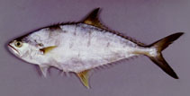 To FishBase images (<i>Scomberoides tala</i>, Oman, by Hermosa, Jr., G.V.)