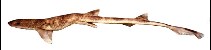 To FishBase images (<i>Schroederichthys tenuis</i>, Brazil, by Gadig, O.B.F.)