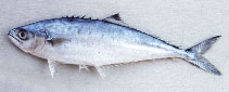 Image of Scomberoides tol (Needlescaled queenfish)