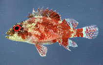 To FishBase images (<i>Scorpaenodes tredecimspinosus</i>, Brazil, by Carvalho Filho, A.)