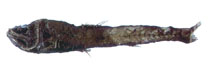 Image of Scopelengys tristis (Pacific blackchin)