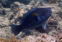 Image of Scarus trispinosus (Greenbeak parrotfish)