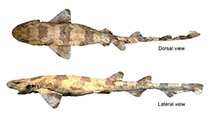 To FishBase images (<i>Scyliorhinus ugoi</i>, Brazil, by Gomes, U.L.)