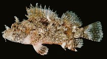 Image of Scorpaenopsis venosa (Raggy scorpionfish)