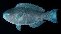To FishBase images (<i>Scarus viridifucatus</i>, Maldives, by Randall, J.E.)