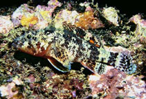 To FishBase images (<i>Scorpaenodes xyris</i>, Colombia, by Robertson, R.)