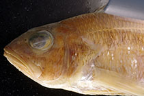 To FishBase images (<i>Serranus accraensis</i>, Angola, by Wirtz, P.)