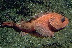 To FishBase images (<i>Sebastolobus alascanus</i>, by Love, M.)