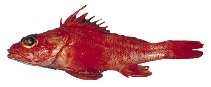 To FishBase images (<i>Sebastolobus altivelis</i>, Canada, by Archipelago Marine Research Ltd.)