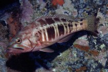 To FishBase images (<i>Serranus atricauda</i>, Madeira Is., by Wirtz, P.)
