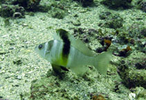 To FishBase images (<i>Serranus atrobranchus</i>, Brazil, by Wirtz, P.)