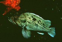 To FishBase images (<i>Sebastes auriculatus</i>, by Gotshall, D.W.)