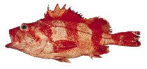 To FishBase images (<i>Sebastes babcocki</i>, Canada, by Archipelago Marine Research Ltd.)