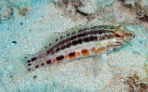 To FishBase images (<i>Serranus baldwini</i>, Bahamas, by Steele, M.A.)