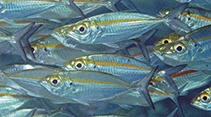 To FishBase images (<i>Selar boops</i>, Indonesia, by Allen, G.R.)