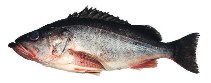 Image of Sebastes brevispinis (Silvergray rockfish)
