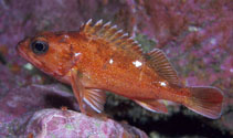 Image of Sebastes capensis (Cape redfish)