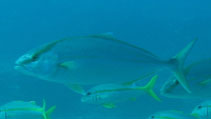 To FishBase images (<i>Seriola carpenteri</i>, Cape Verde, by Wirtz, P.)