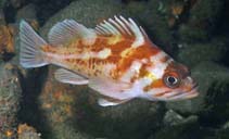 To FishBase images (<i>Sebastes caurinus</i>, USA, by Lonhart, S.I.)