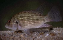 To FishBase images (<i>Sargochromis codringtonii</i>, Zimbabwe, by Gratwicke, B.)