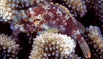 To FishBase images (<i>Sebastapistes coniorta</i>, Hawaii, by Randall, J.E.)