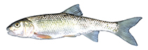Image of Semotilus corporalis (Fallfish)