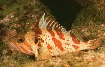 To FishBase images (<i>Sebastes dallii</i>, by Gotshall, D.W.)