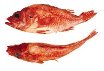 To FishBase images (<i>Sebastes diploproa</i>, Canada, by Archipelago Marine Research Ltd.)