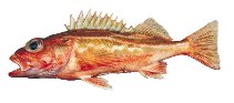 Image of Sebastes elongatus (Greenstriped rockfish)