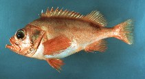 To FishBase images (<i>Sebastes fasciatus</i>, by Flescher, D.)