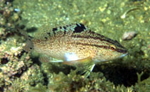 To FishBase images (<i>Serranus flaviventris</i>, Brazil, by Krajewski, J.P.)