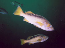 To FishBase images (<i>Sebastes flavidus</i>, Canada, by Nichols, J.)