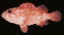 To FishBase images (<i>Sebastapistes fowleri</i>, Hawaii, by Randall, J.E.)