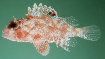 To FishBase images (<i>Sebastapistes galactacma</i>, Midway Is., by Randall, J.E.)