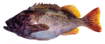 To FishBase images (<i>Sebastes glaucus</i>, Russia, by Orlov, A.)