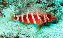 To FishBase images (<i>Serranus heterurus</i>, Cape Verde, by Wirtz, P.)