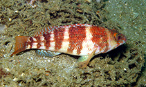 To FishBase images (<i>Serranus inexpectatus</i>, Senegal, by Wirtz, P.)